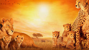 Lions And Cheetahs In Africa Wallpaper