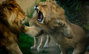 Lions_ Confrontation Wallpaper