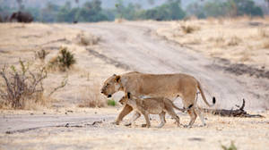 Lions In Ruaha Tanzania Wallpaper