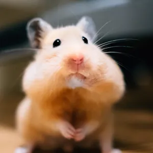 Listening Hamster Meme Wallpaper