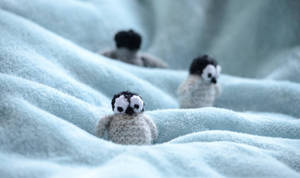 Little Crocheted Baby Penguins Wallpaper