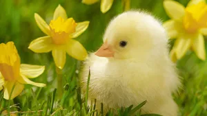 Little Cute Duck With A Yellow Flower Wallpaper