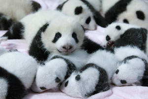 Little Cute Pandas Wallpaper