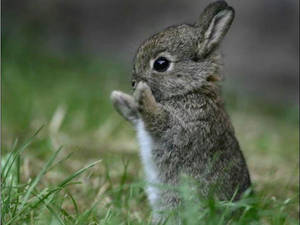 Little Gray Bunny Photography Wallpaper