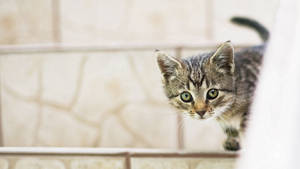 Little Kitten Keeping Watch Wallpaper