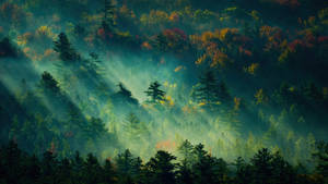 Live 4k Uhd Foggy Forest Wallpaper