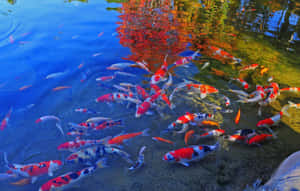 Live Koi Fish In A Pond During Autumn Wallpaper