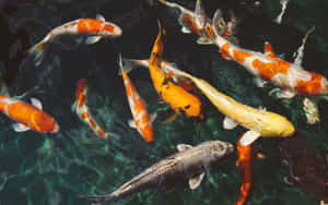 Live Koi Fish Swimming In The Peaceful Waters Wallpaper