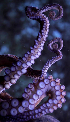 Live Octopus Tentacles Wallpaper