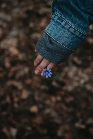 Liverleaf Flower In Fingers Wallpaper