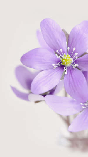 Liverwort Flower Purple Pastel Iphone Wallpaper