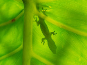 Lizard On Ombre Leaf Wallpaper