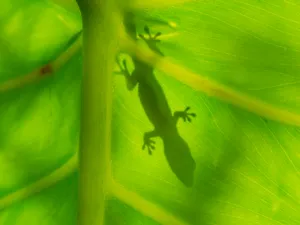 Lizard On Ombre Leaf Wallpaper