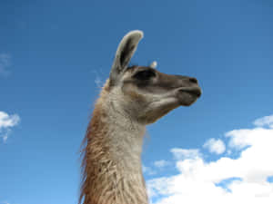 Llama Profile Against Blue Sky.jpg Wallpaper