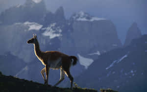 Llama Silhouette Mountain Backdrop.jpg Wallpaper