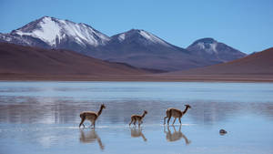 Llamas Walking On Waters Wallpaper