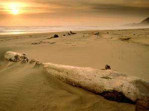 Log On Sand Beach Desktop Wallpaper