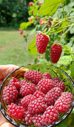 Loganberries In A Glass Bowl Wallpaper