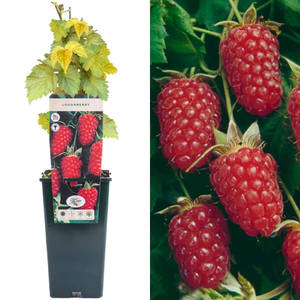 Loganberry Commercialized Plant Wallpaper