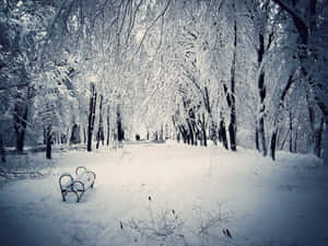 Lone Bench Winter Scenery Desktop Wallpaper