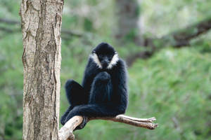 Lone Black Gibbon Wallpaper