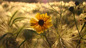 Lone Bloom In Yellow Aesthetic Flower Desktop Wallpaper