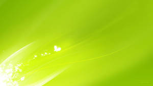 Lone Butterfly Light Green Wallpaper