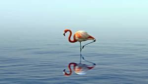 Lone Flamingo Bird Wallpaper