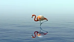 Lone Flamingo Bird Wallpaper