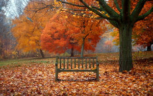 Lone Forest Bench Wallpaper