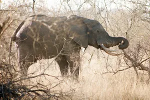 Lone Forest Elephant Wallpaper