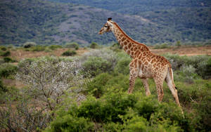 Lone Giraffe Africa 4k Wallpaper
