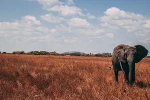 Lone Male Elephant Wallpaper