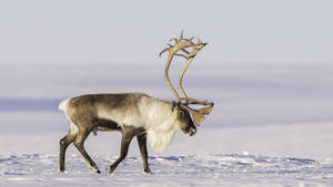 Lonely Reindeer Animal Wallpaper