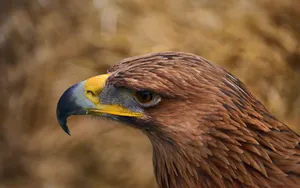 Long Beak Eagle Wallpaper