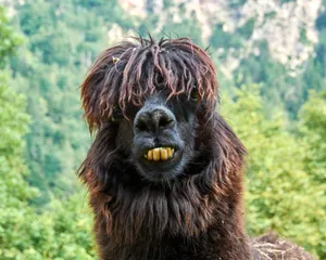 Long-haired Alpaca Wallpaper