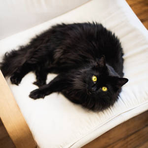 Long Haired Black Cat Pillow Wallpaper