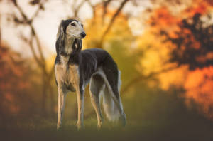 Long Haired Greyhound Autumn Wallpaper