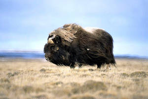 Long Haired Musk Ox Wallpaper