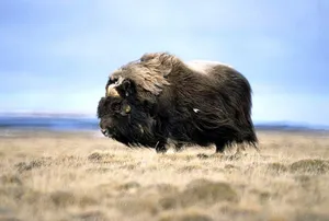 Long Haired Musk Ox Wallpaper