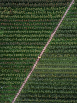 Long Straight Lines Farm Trees Wallpaper