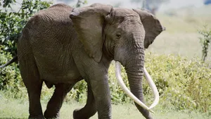 Long Tusk Elephant Wallpaper