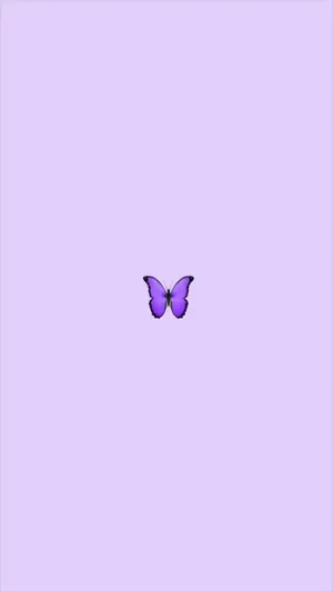Look At The Cool Butterfly And Its Vibrant Coloring! Wallpaper