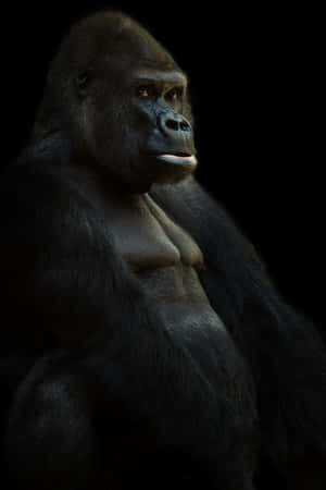 Look At This Adorable Gorilla! Wallpaper