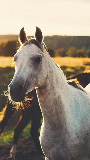 Look At This Beautiful Horse On An Iphone Wallpaper