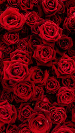 Look At This Cute Red Iphone! Wallpaper