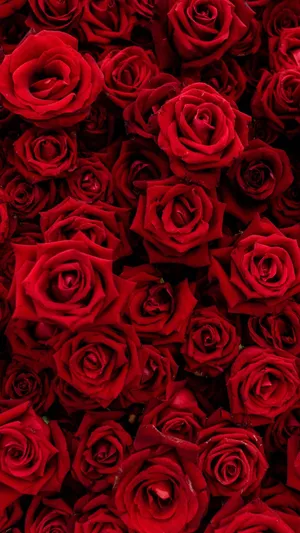 Look At This Cute Red Iphone! Wallpaper
