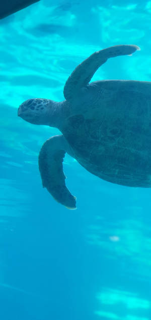 Look Into The Captivating Eyes Of A Sea Turtle Wallpaper