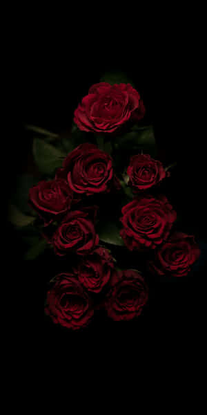 Look No Further. Find Comfort In The Dark Beauty Of A Black Rose. Wallpaper