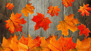 Look No Further For The Vibrant Displays And Colors Of Fall – These Red Maple Leaves Have You Covered! Wallpaper